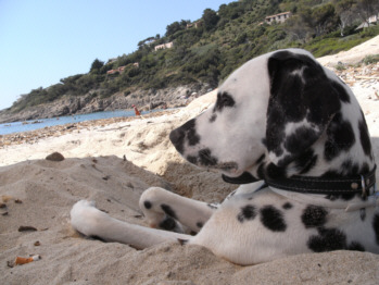 Dalmatiner Yuna am Strand Dalmatiner Yuna am Strand