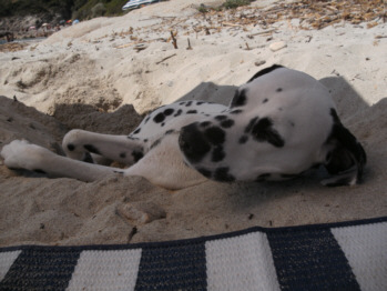Dalmatiner im Sand Dalmatiner im Sand